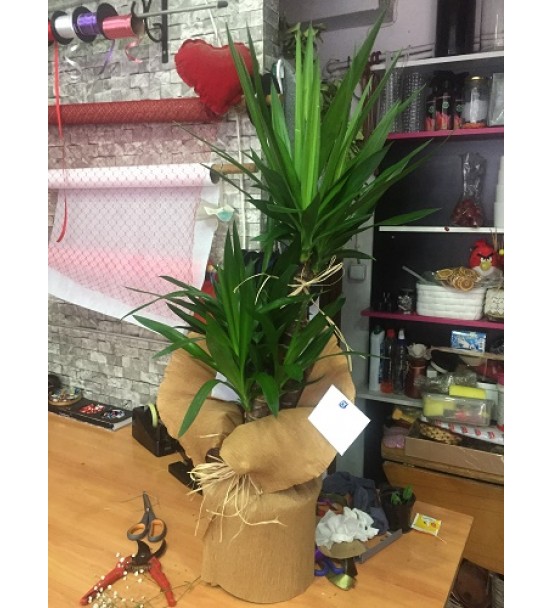 Yucca 2li